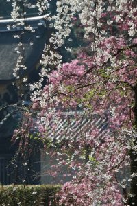 御所の桜